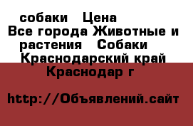 собаки › Цена ­ 2 500 - Все города Животные и растения » Собаки   . Краснодарский край,Краснодар г.